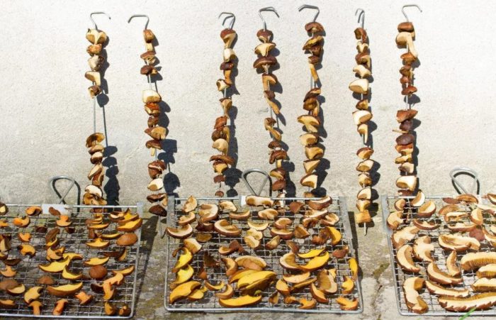 Pinatuyong mga porcini mushroom sa isang rack