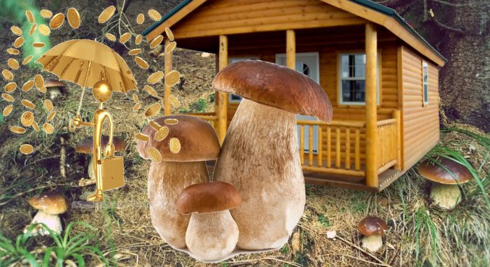 Pagtatanim ng mga porcini mushroom sa hardin