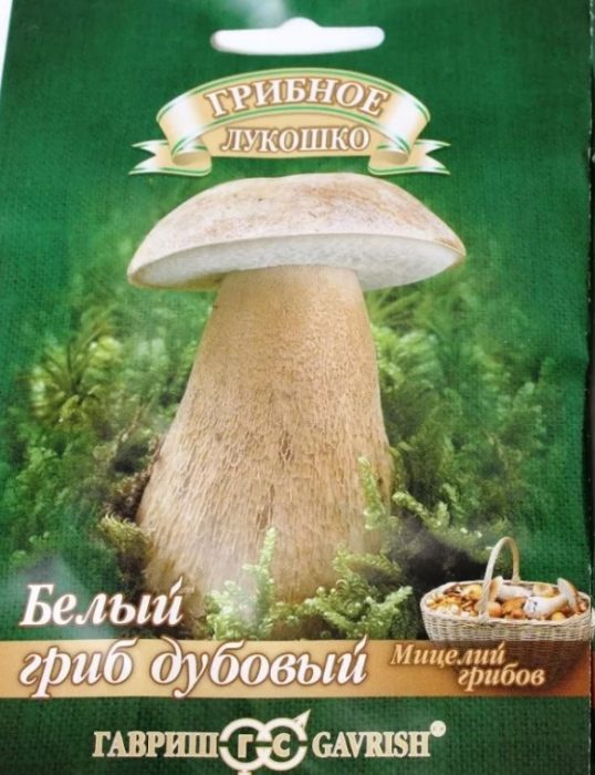Mycelium ng puting kabute