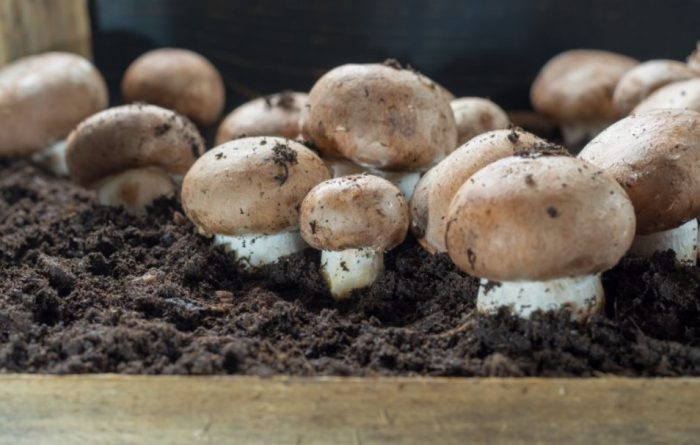 mga kabute na porcini sa isang greenhouse