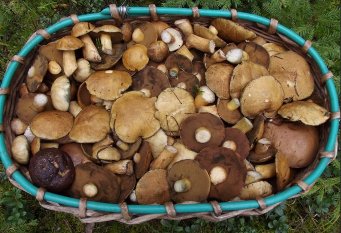Isang basket ng mga kabute na mantikilya