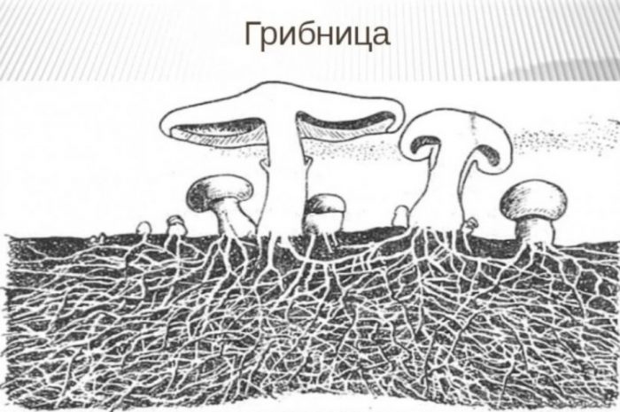 Mycelium ng kabute ng mantikilya