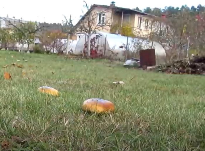 Mga butterlet sa dacha