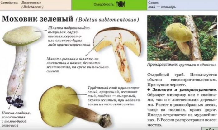 Paglalarawan ng berdeng boletus