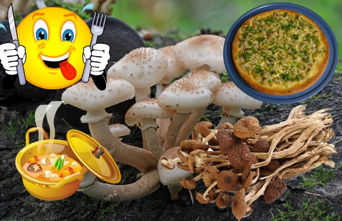 Paano magluto ng pinatuyong honey mushroom