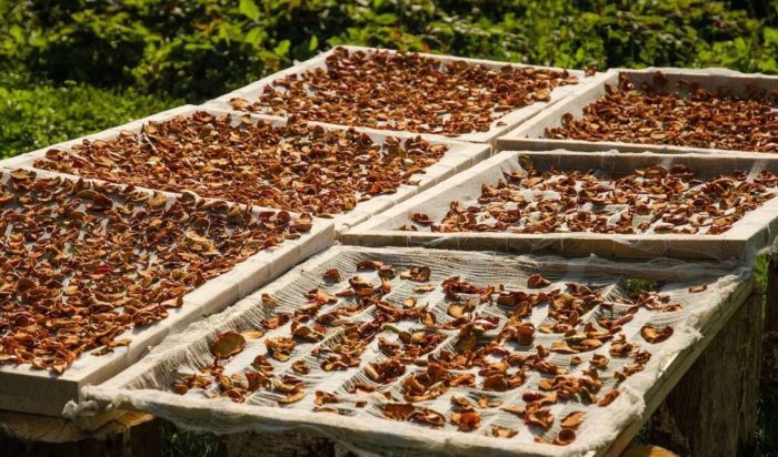 Paano patuyuin ang mga kabute ng pulot sa araw