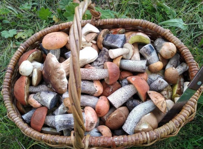 Mga kabute sa isang basket