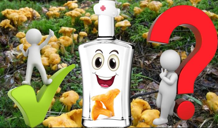 Ang tincture ng Chanterelle ay kapaki-pakinabang o nakakapinsala?