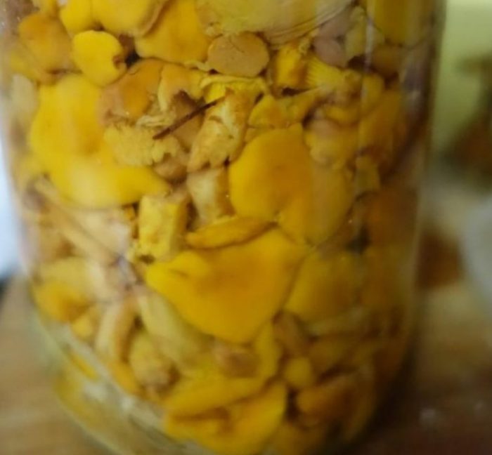 Tintura ng Chanterelle