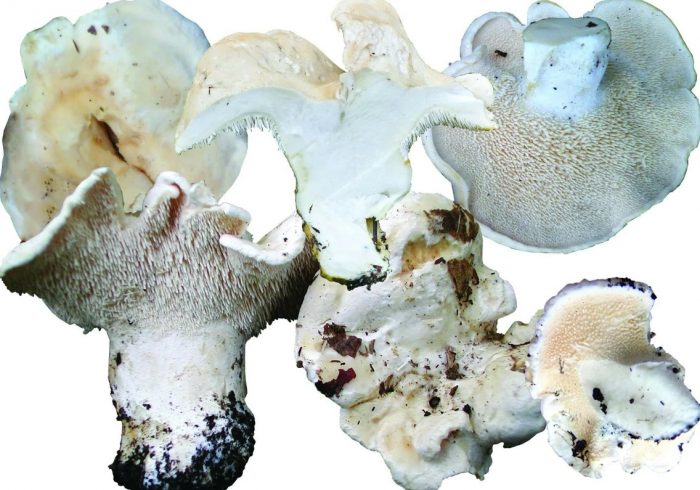 Hericium alba