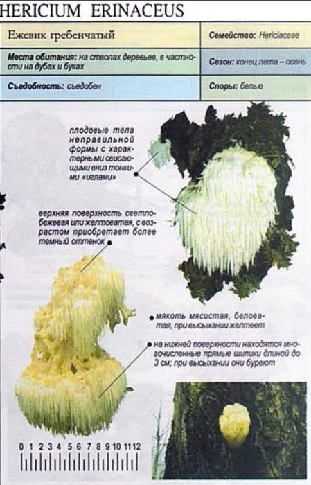Ano ang hitsura ng kabute na Lion's Mane?