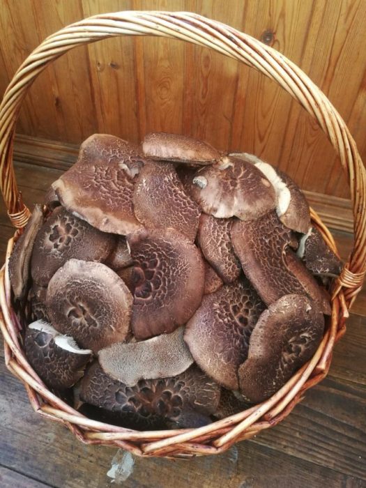 Mga sari-saring uri ng hedgehog mushroom sa isang basket