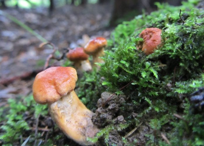 Hericium rufosa