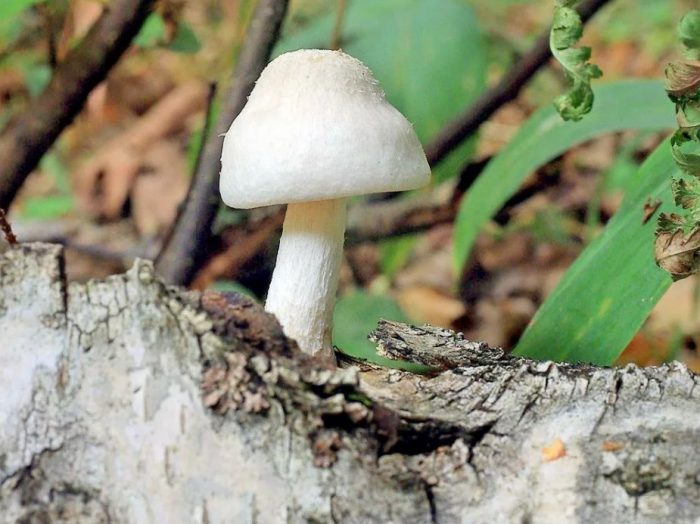 Puting Pluteus sa kahoy