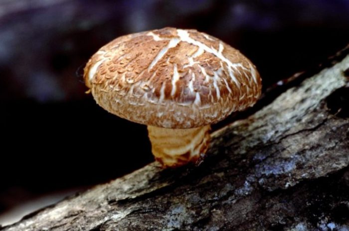 Isang kabute na katulad ng champignon