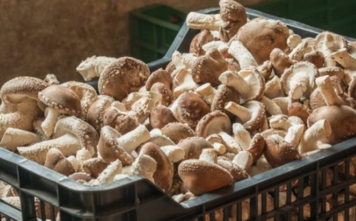 Pag-aani ng kabute na Shiitake
