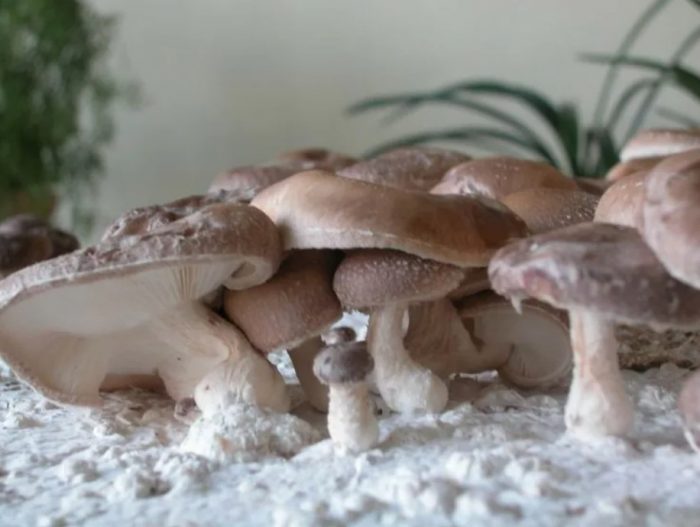 Mga kabute ng Shiitake sa bahay
