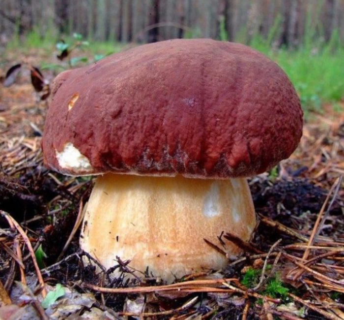 boletus ng pino