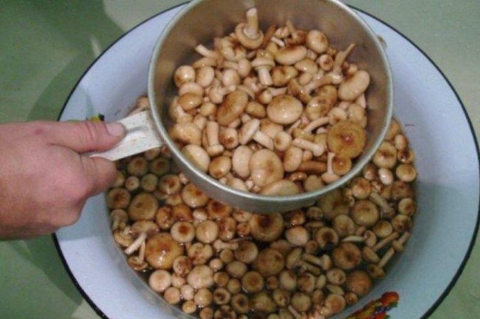 Mga kabute na may pulot sa isang salaan