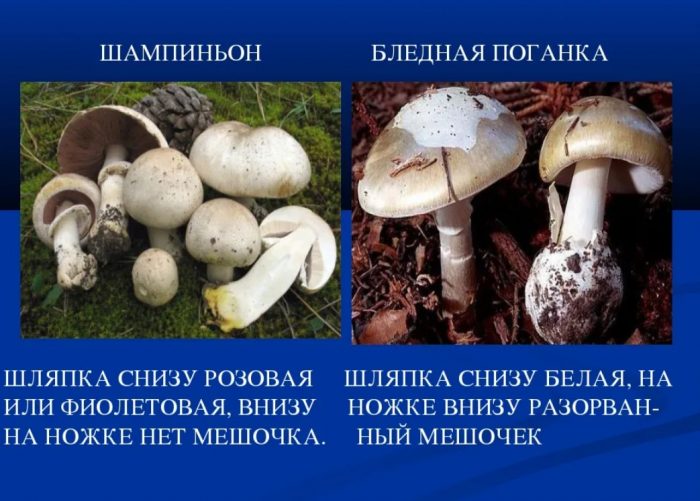 Paghahambing ng champignon at death cap