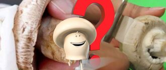 Kailangan mo bang linisin ang mga champignon?