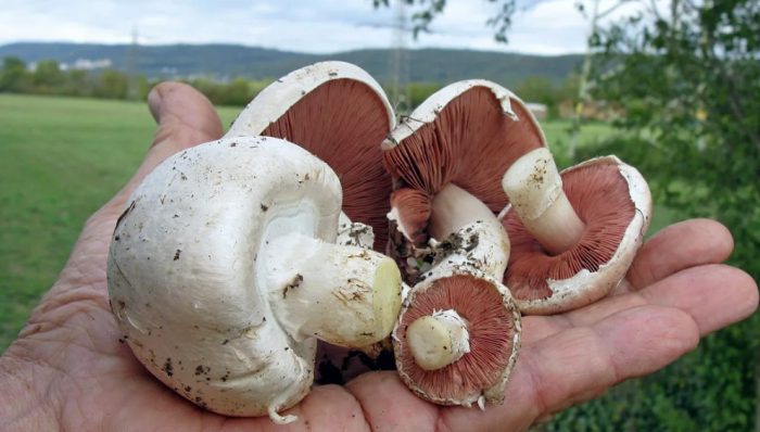 Mga champignon na may dalawang spore