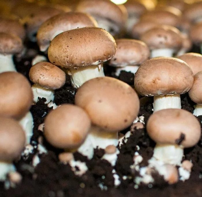 Champignons op een substraat