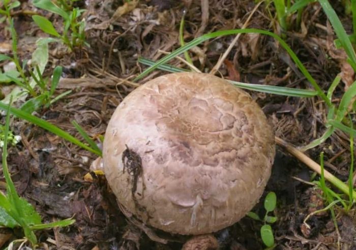 Champignon sa kagubatan