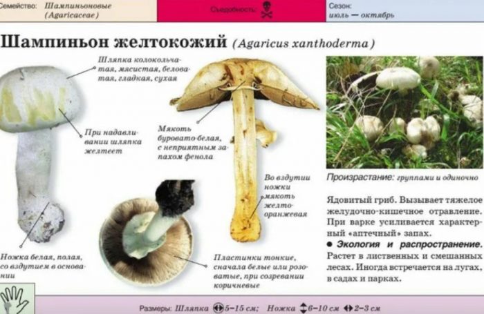 Paglalarawan ng champignon na may dilaw na balat