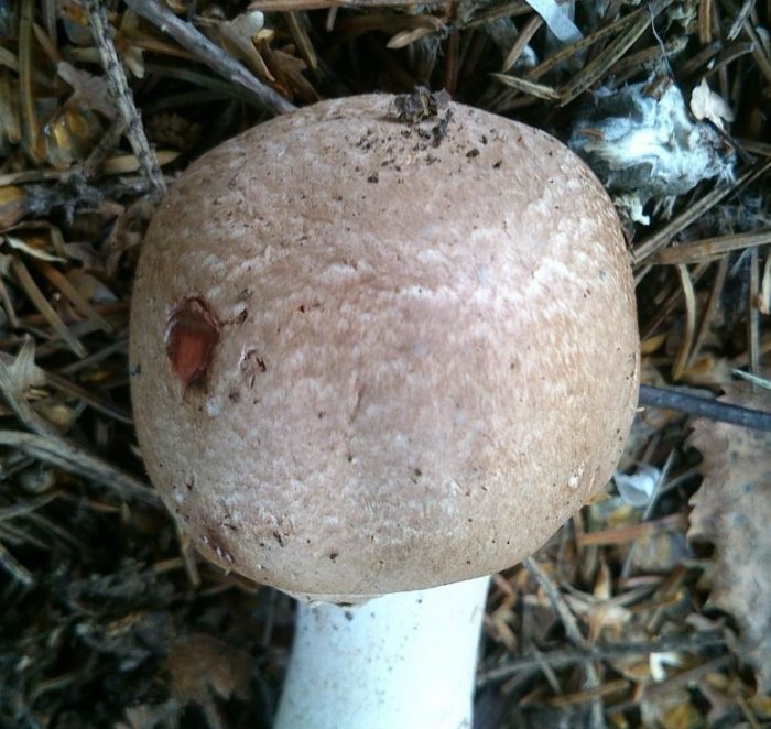 Champignon sa kagubatan
