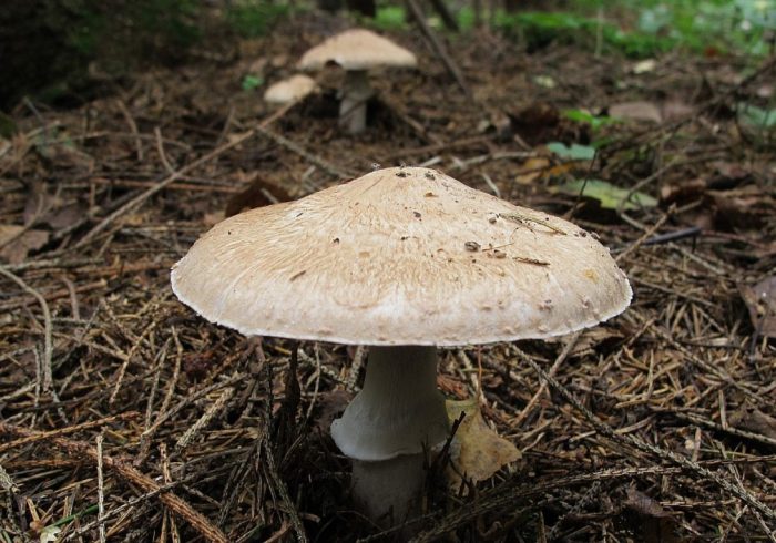 Champignon sa kagubatan