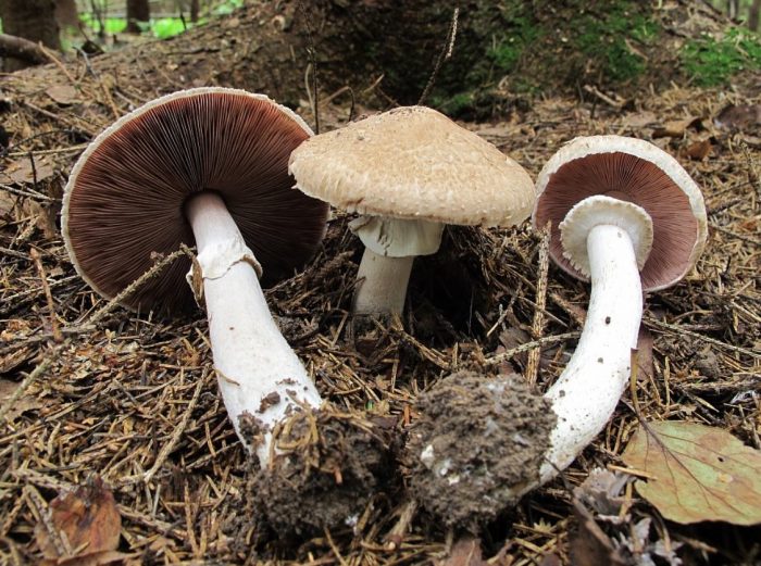Mga ligaw na champignon sa kagubatan