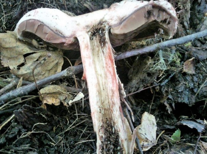 Champignon ng kagubatan sa cross-section