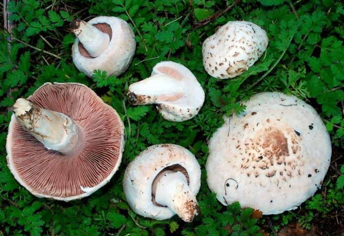 Ang pamilya ng mga tunay na champignon