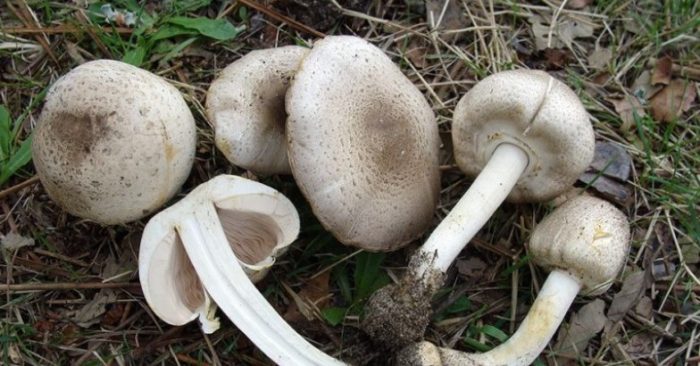 Ang pamilya ng mga sari-saring uri ng champignon