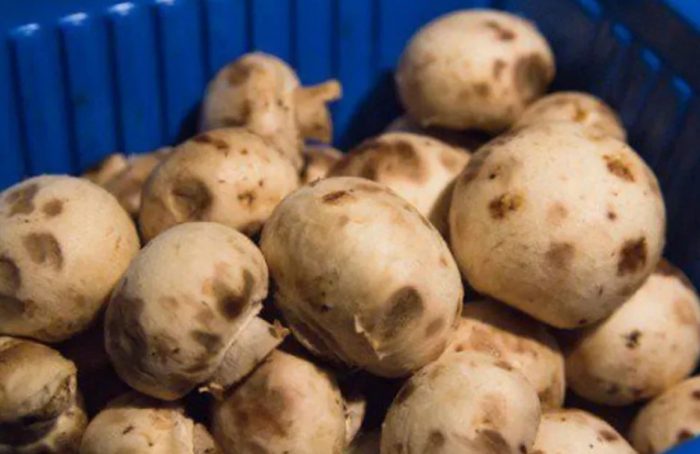 Mga nag-expire na champignon
