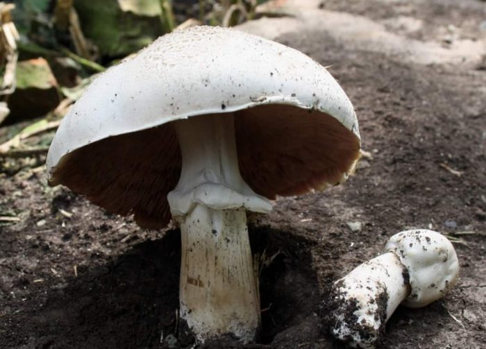Kabute ng champignon sa bukid