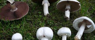 Mga champignon sa bukid