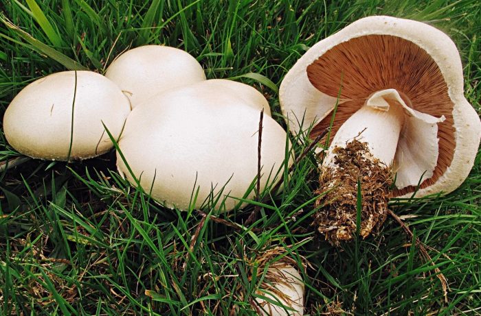 Mga bata at matandang champignon sa bukid