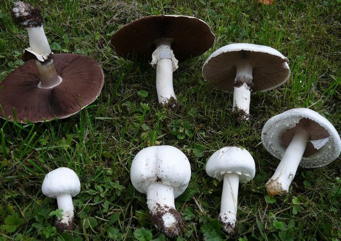Mga champignon sa bukid