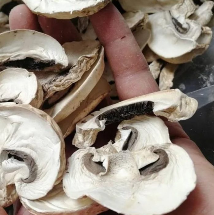 Pagpapatuyo ng mga champignon