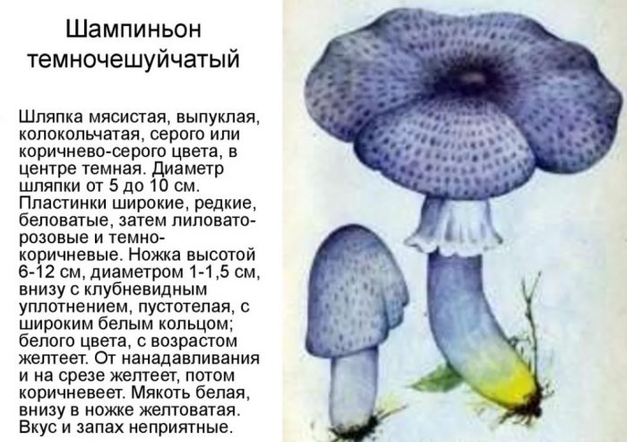 Mga champignon na maitim ang kaliskis