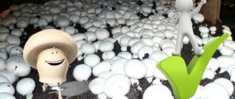 Ang bentahe ng pagtatanim ng mga champignon