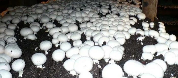 Pagtatanim ng mga champignon