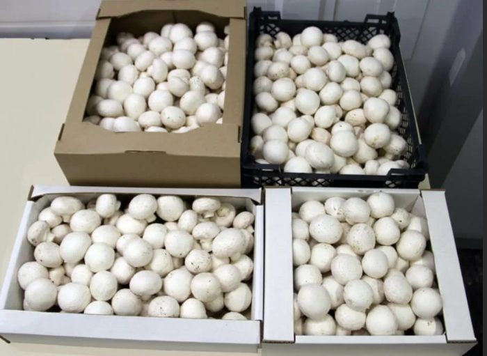 Champignons bewaren