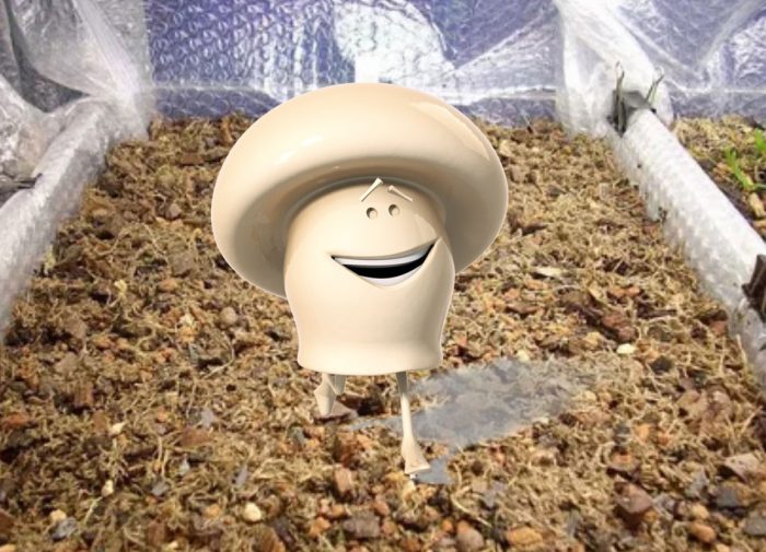 Kompost para sa pagtatanim ng mga champignon