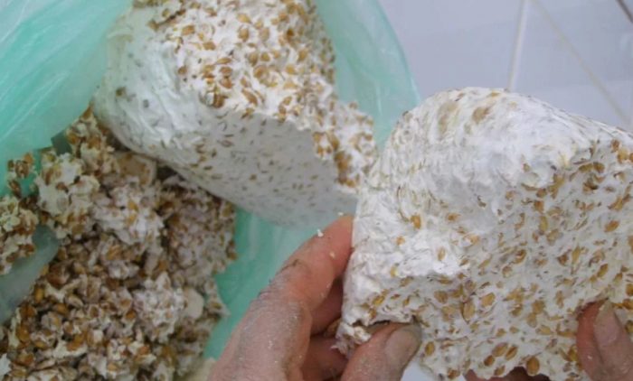 Mycelium ng butil