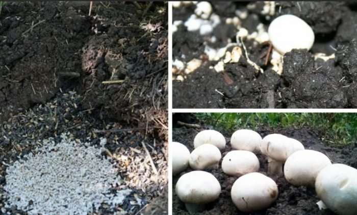 Champignons kweken