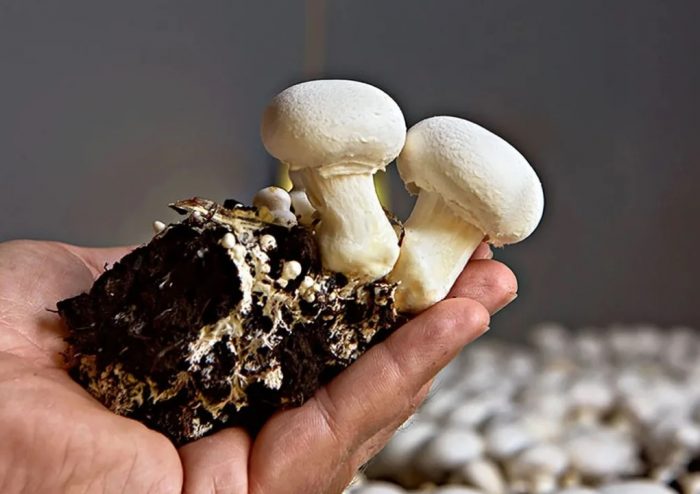 Paddenstoelen plukken