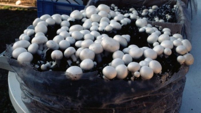 Champignons in zakjes